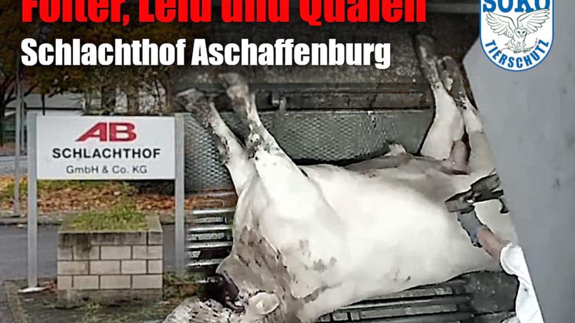 Folter, Leid und Qualen im Schlachthof Aschaffenburg // SOKO Tierschutz e.V.