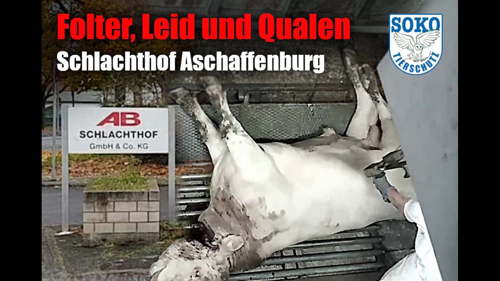 Folter, Leid und Qualen im Schlachthof Aschaffenburg // SOKO Tierschutz e.V.