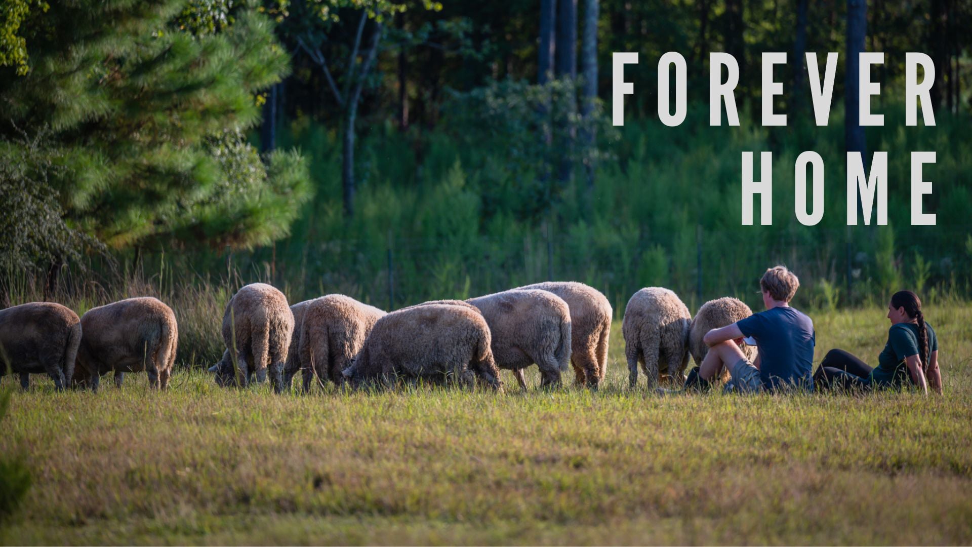FOREVER HOME