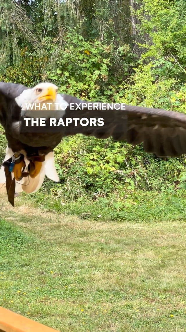 Cowichan Raptors