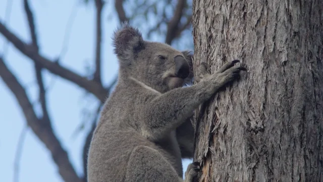 All eyes on koala movements with AI tech in full swing this spring