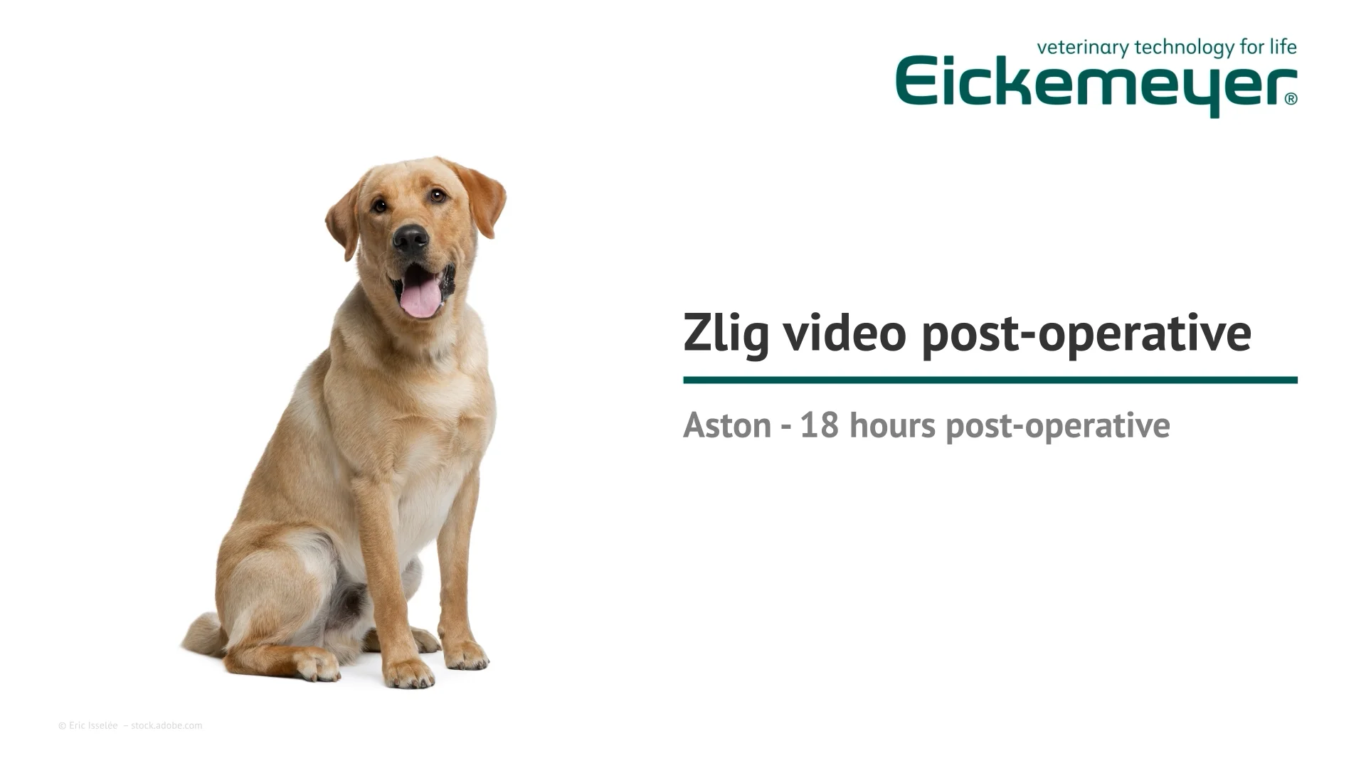 Zlig Intra-Articular Cruciate Ligament Replacement Technique