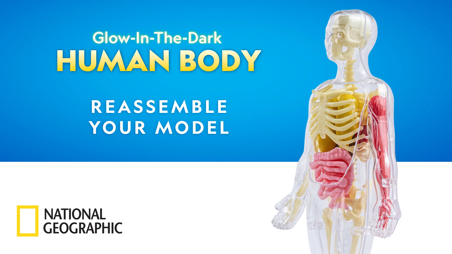 National Geographic Glow In The Dark Human Body Anatomy Models For