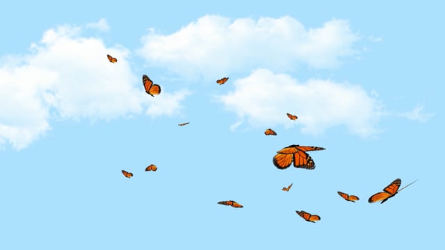 Butterflies Monarch Sky Free Stock Video - Pixabay