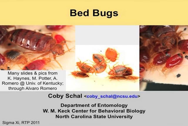 The Puzzle of the Bed Bug Resurgence on Vimeo