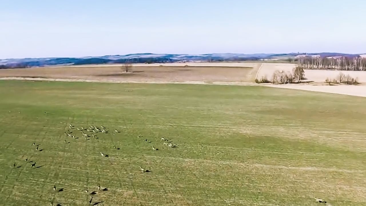Spring Roe Deer