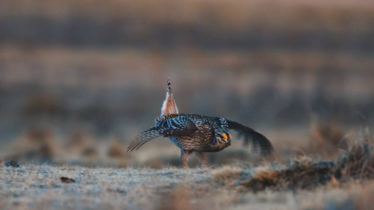 Dancing Grouse