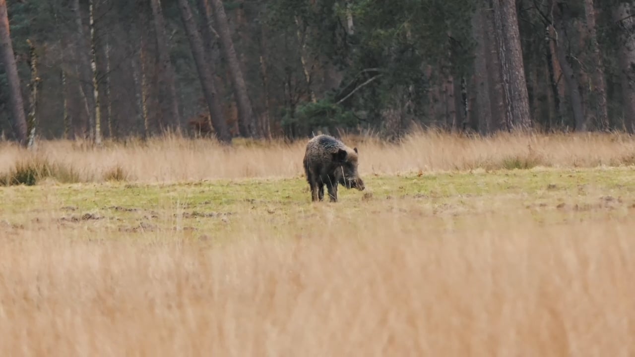 Wild Boar