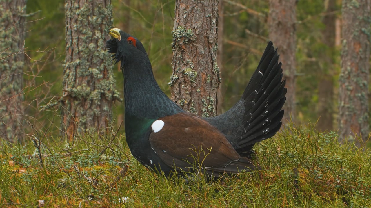 Capercaillie calling