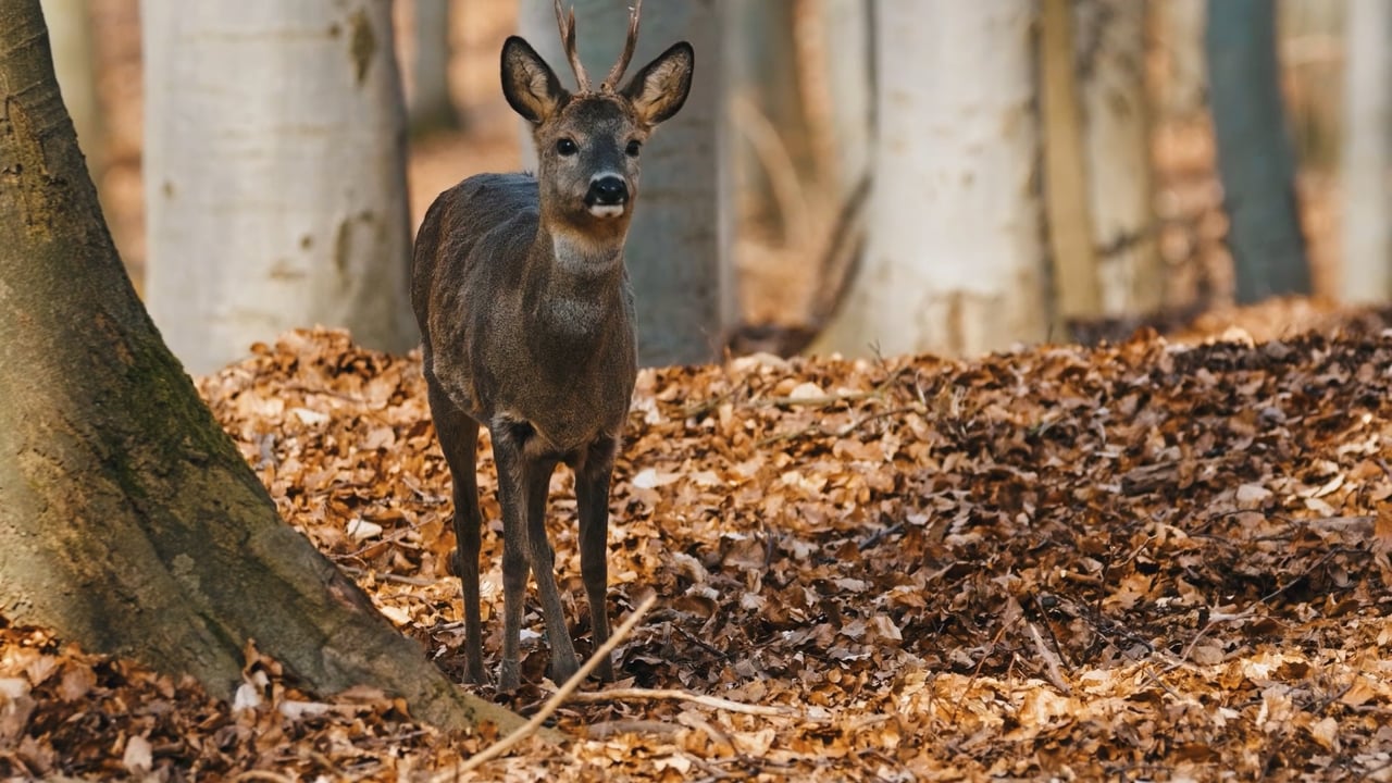Roe Deer in a forest