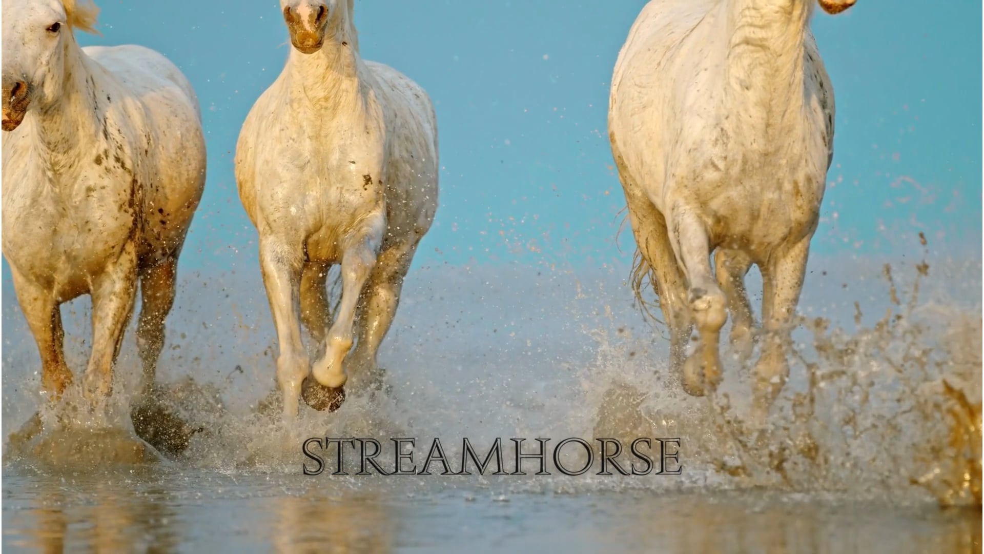 StreamHorse Amateur 1920x1080 picture StreamHorse image