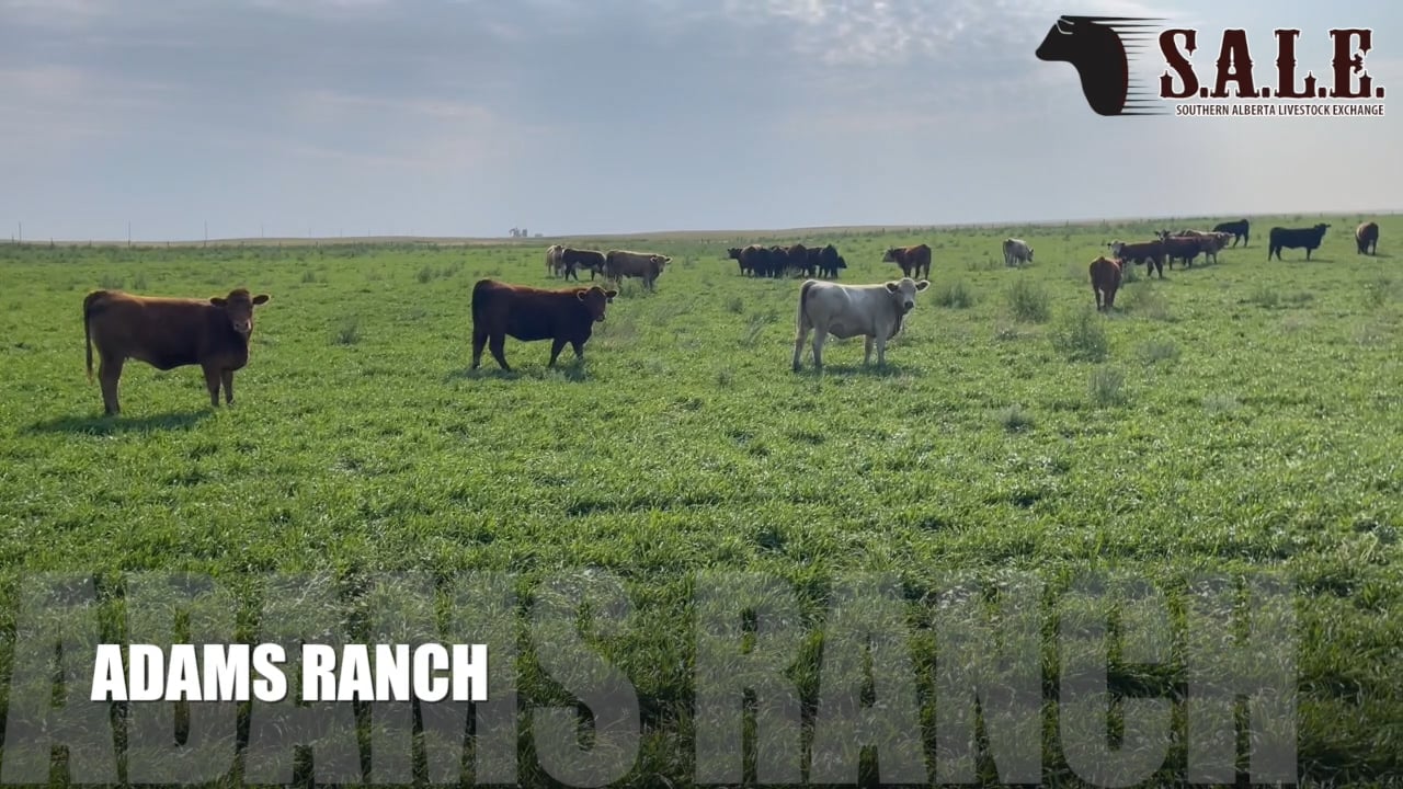 LOT 29B ADAMS RANCH MARY ROELOFSEN.mp4 on Vimeo