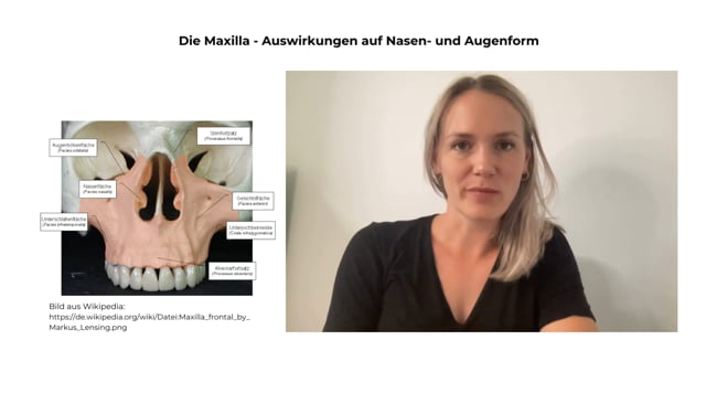 Lektion 3 - Die Maxilla - ein Schädelknochen im Mittelpunkt