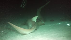 1094_scuba divers feeding two tawny nurse sharks