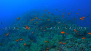 2192_napoleon wrasse on deep coral reef