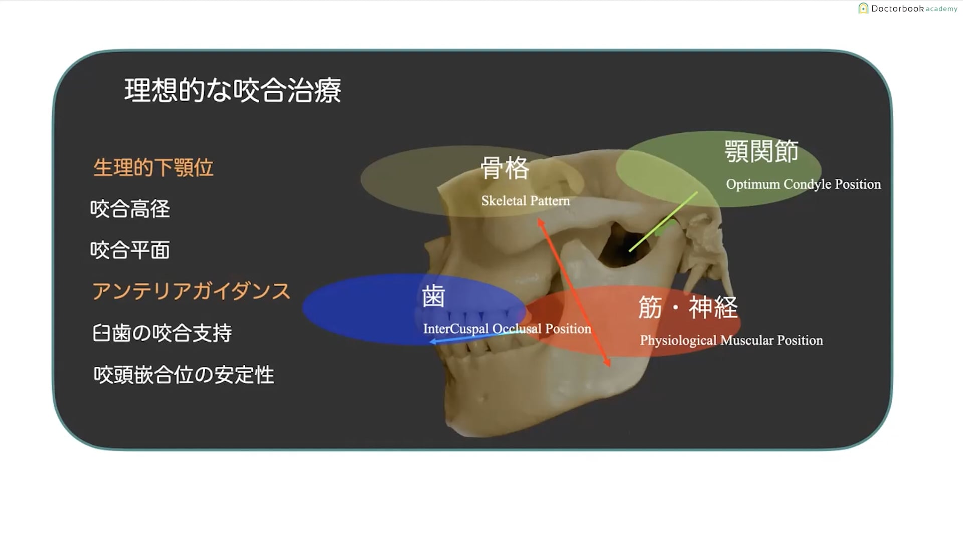 噛み合わせの基礎知識│アンテリアガイダンス・咬頭嵌合位と中心位・セファロのポイント