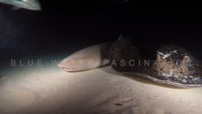 0928_tawny nurse shark and black spotted stingray