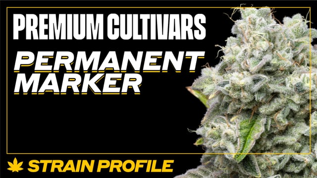 Permanent Marker cannabis seeds, THC up to 32%