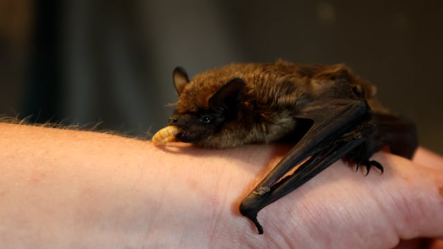 Hilfe für Batmans fliegende Freunde