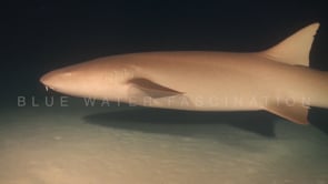 1104_tawny nurse shark swimming over reef at night