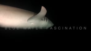 1107_nurse shark close up in black water