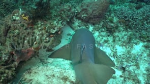 1472_nurse shark swimming over reef