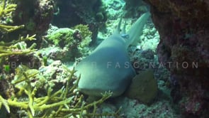 1101_tawny nurse shark on coral reef