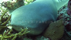1102_tawny nurse shark on coral reef close up