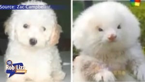 Ferrets Discuised as Poodles
