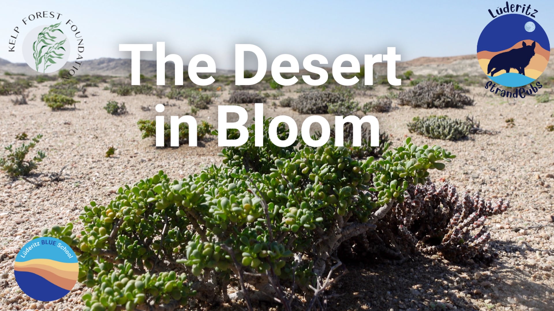 The Desert in Bloom