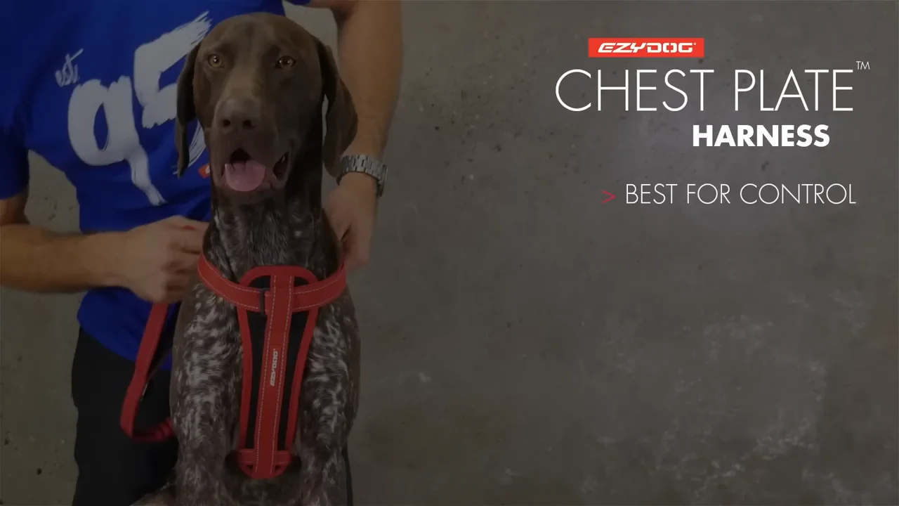 How to Fit a Dog Harness EzyDog Chest Plate Harness on Vimeo