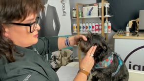 How do I hold a dog while working on the face