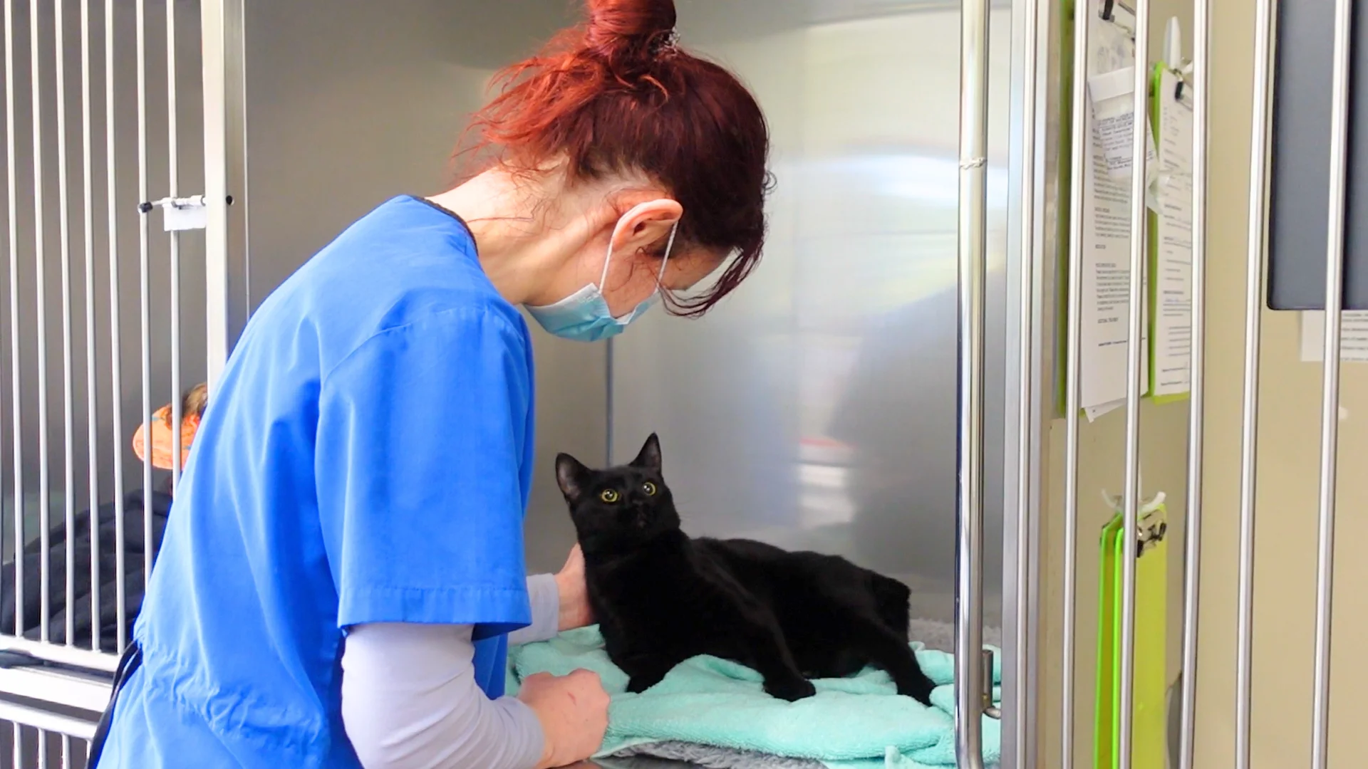 What happens when your cat gets neutered? on Vimeo