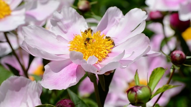 Flower Peony Bee Free Stock Video - Pixabay