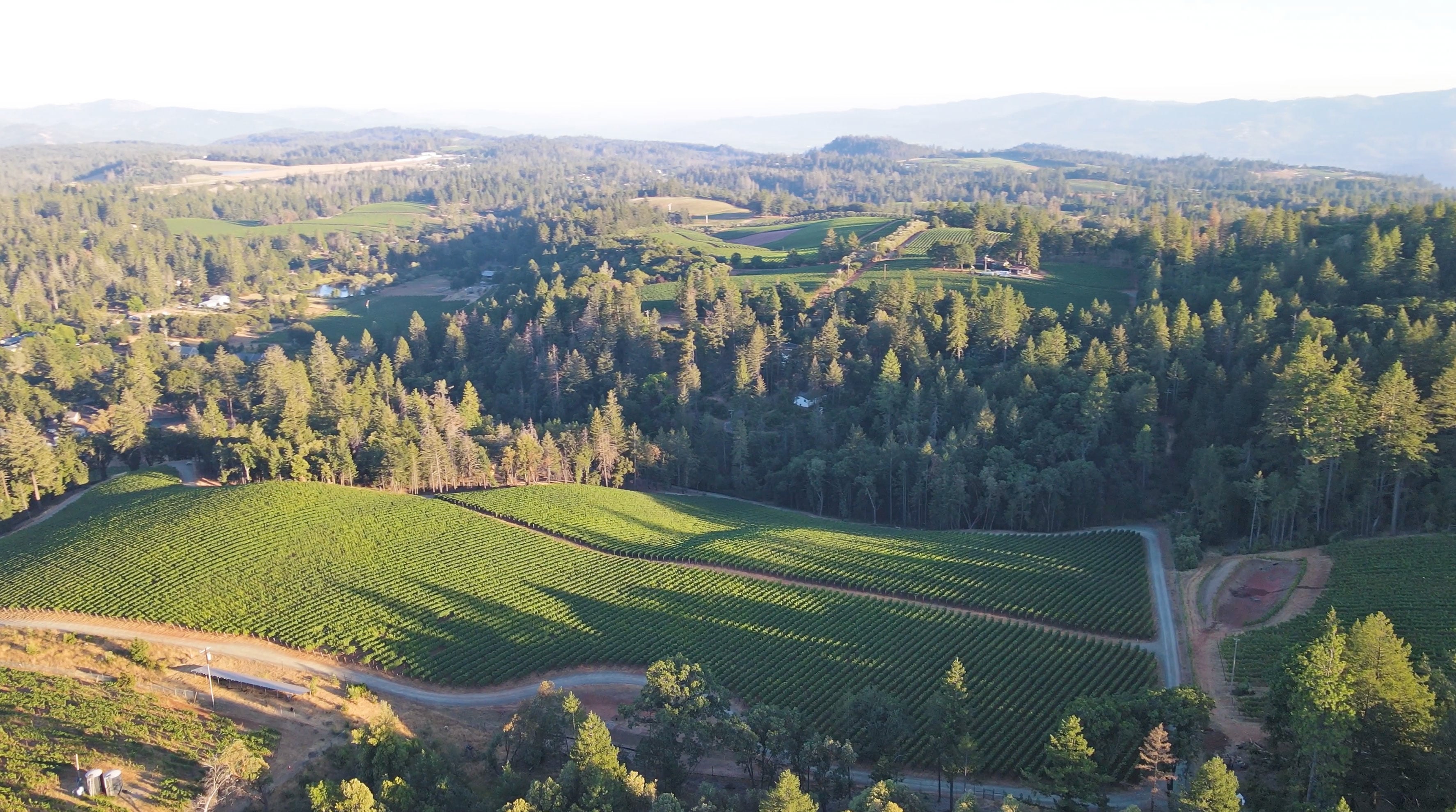 Napa Vineyard on a hazy summer day.