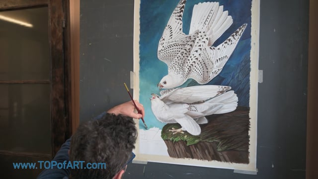 Audubon | White Gyrfalcons | Painting Reproduction Video | TOPofART