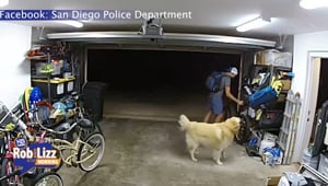 Dog Hears Thief but Doesn't Stop Him