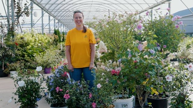 Rose of Sharon Spotlight | Grow for Pollinators, Blooms & Drought Tolerance