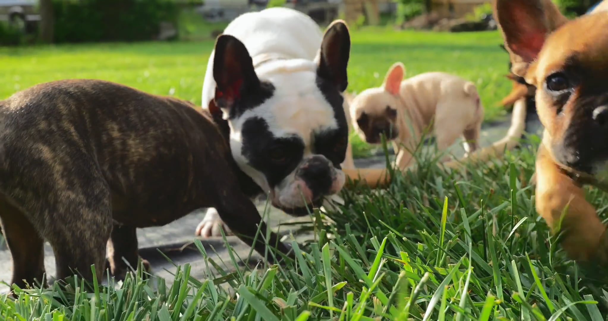 Pet Food Commercial dsiv23