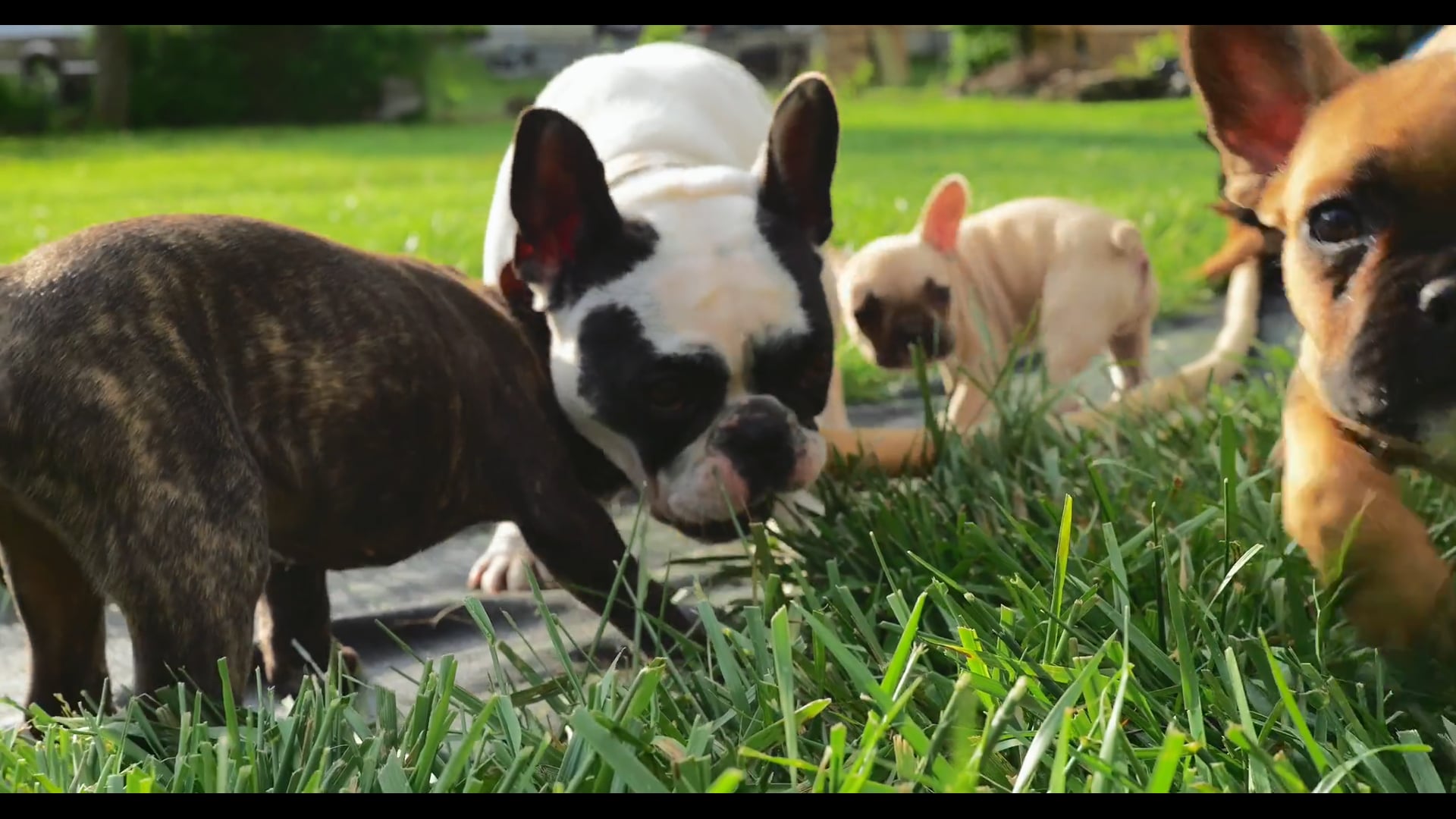 Pet Food Commercial dsiv23