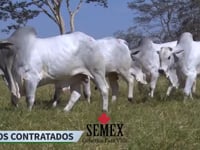 Geral SEMEX