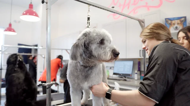 Dog Grooming Salon in North York