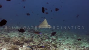 0931_Spotted eagle ray swimming over coral reef