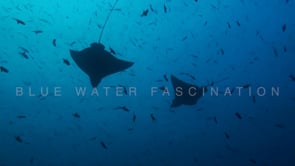 0932_Silhouette of two eagle rays passing each other