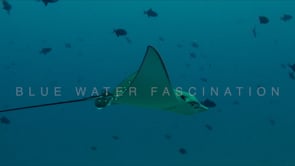 1806_Eagle ray passing over reef