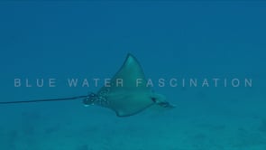 1807_Eagle Ray and whitetip reef shark