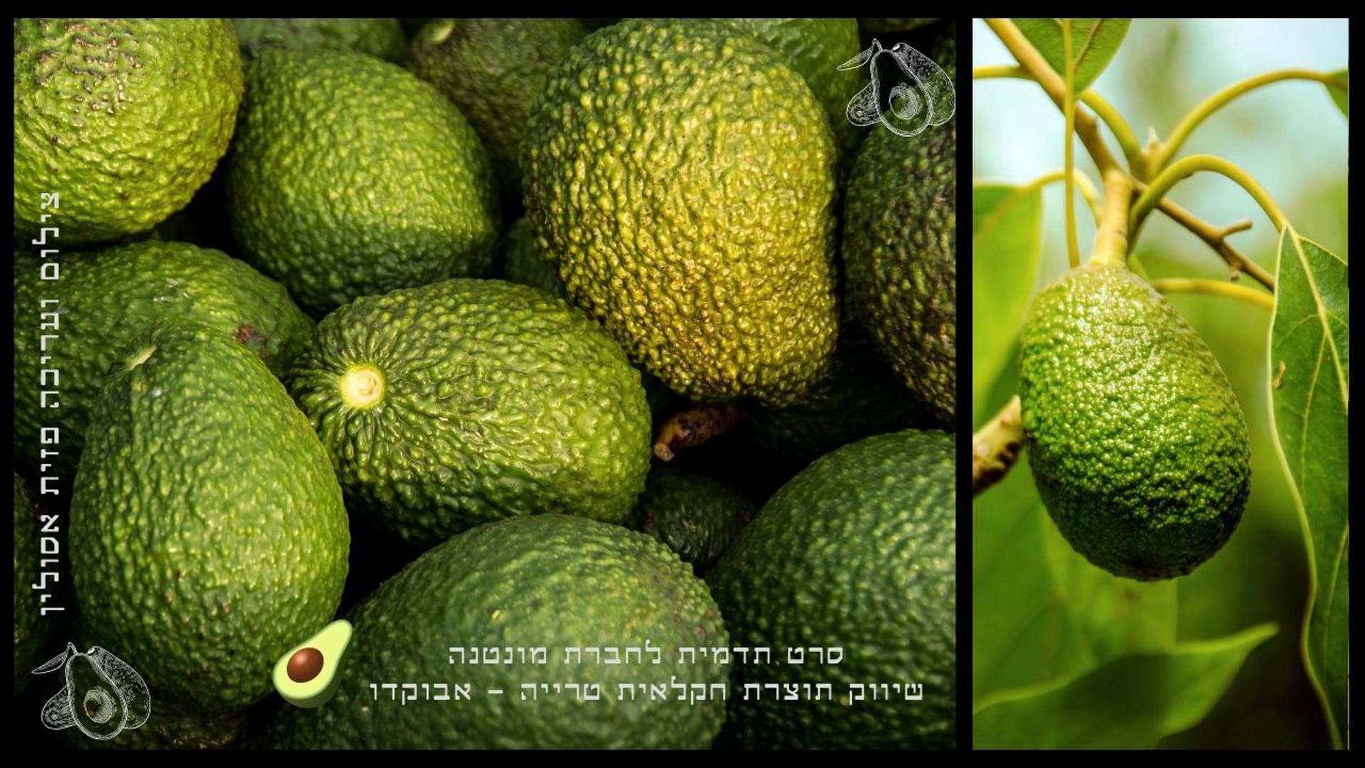 יצוא אבוקדו, מהמטע לשווקים | מונטנה | צילום ועריכה פזית אסולין | Avocado