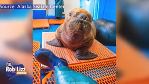 Cuddle Care for Walrus'