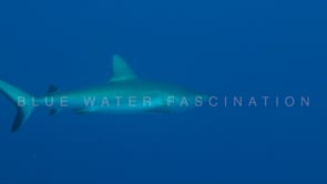 0676_grey reef shark blue