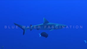 1581_juvenile grey reef shark swimming in blue